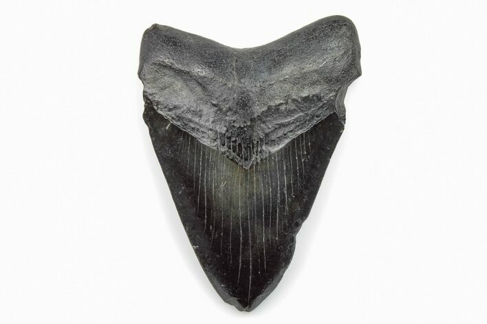 Fossil Megalodon Tooth - South Carolina #171087